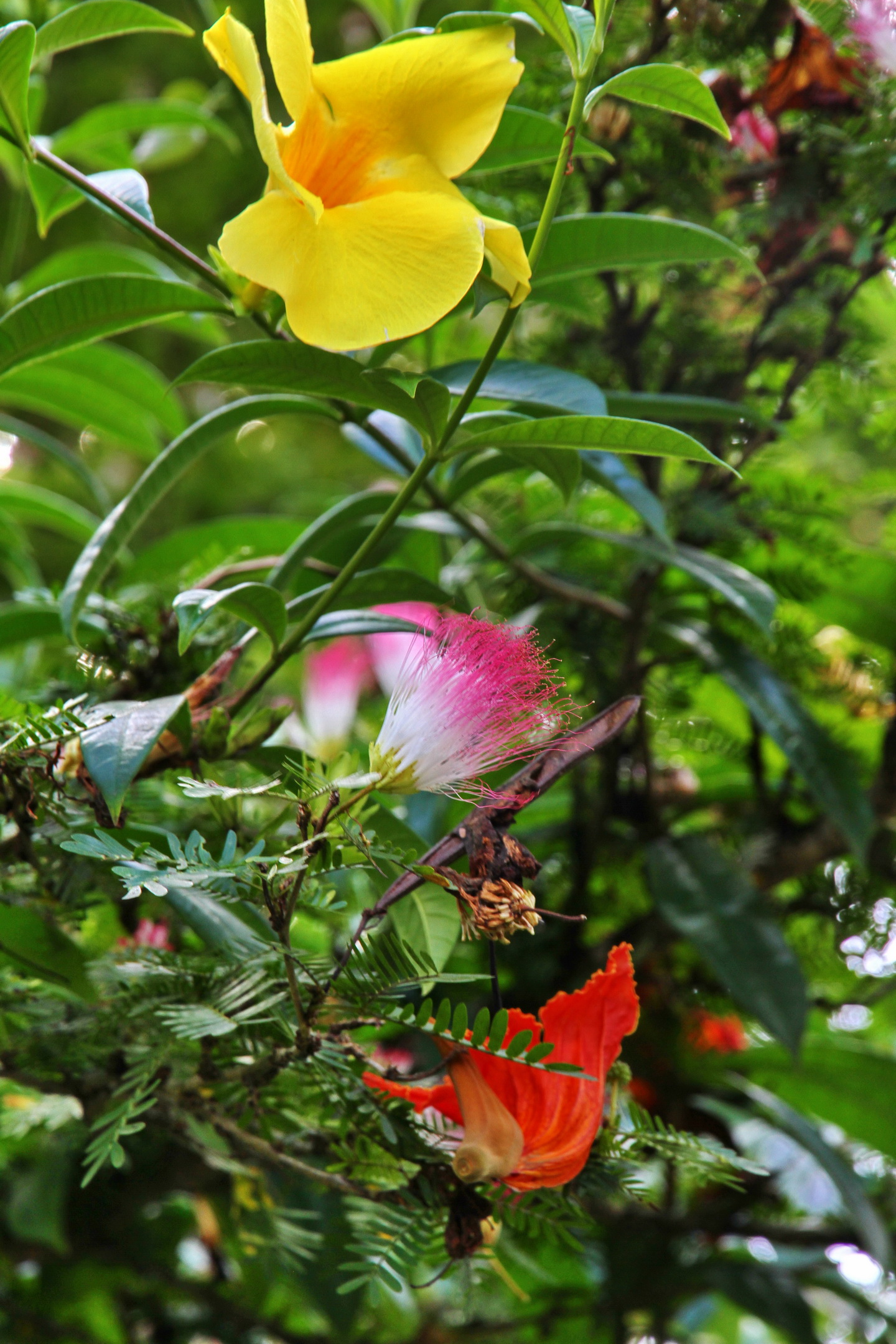 Blumen Gelb Rot Lila Weiss Loungemobel Fur Den Garten